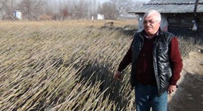 AB`nin Ceviz Fidanları Simav`dan