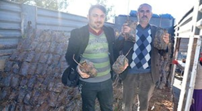 Batmanda Fıstık Fidanlarının Dağıtımı Başladı