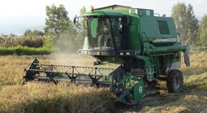 Biga`da Çeltik Sevinci