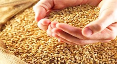 Buğdayda Rusya`ya Bağımlı Değiliz