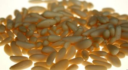 Tkdk`den Çam Fıstığı Tesisine Destek