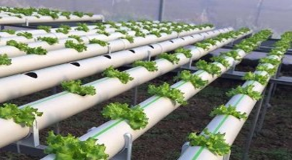 Çarşamba Ovası`nda Üreticiden Topraksız Tarım