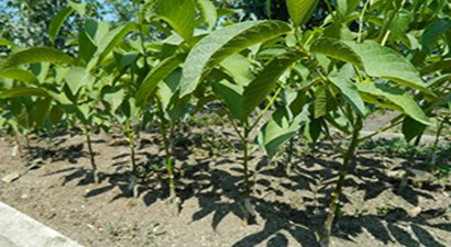 Amasya`da Binlerce Ceviz Fidanı Toprakla Buluştu