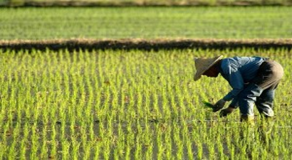 Çin, 100 Milyon Çiftçiye Kentlerde İkamet Hakkı Veriyor