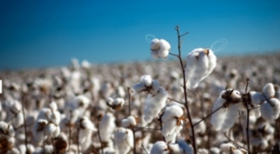 Pamukta Tehlike Sinyalleri