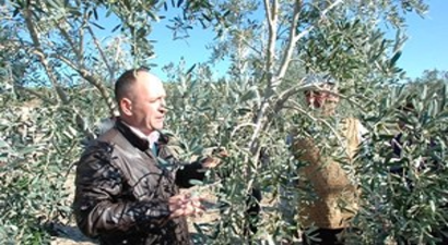 Didim`de Zeytincileri Uygulamalı Eğitim