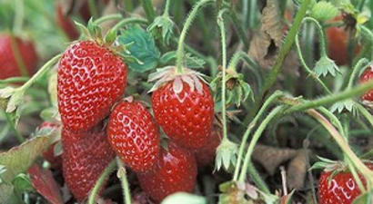 Dört Mevsim Taze Çilek