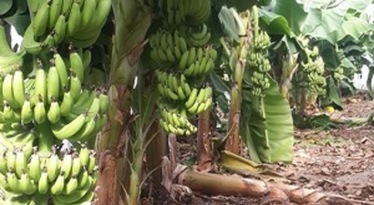 Erzin`e İlk Kez Kurulan Muz Serasında 30 Ton Meyve Hasat Edildi