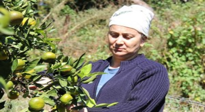 Fındık Diyarında Mandalina Hasadı