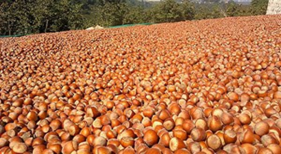 Fındık Üreticisine Fiyat Şoku