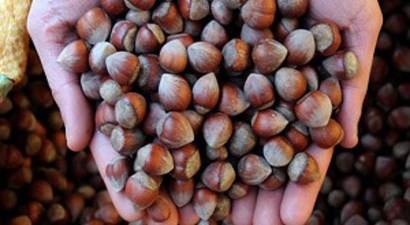 Fındık İhracatçıları Yeni Pazar Arıyor