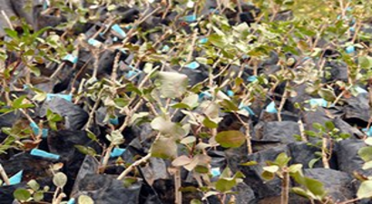 Batman`da 190 Bin Fıstık Fidanı Dağıtımı