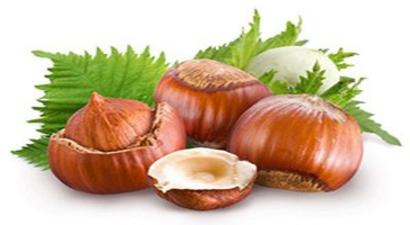 Giresun`da Hedef Fındık Üretimini Artırmak