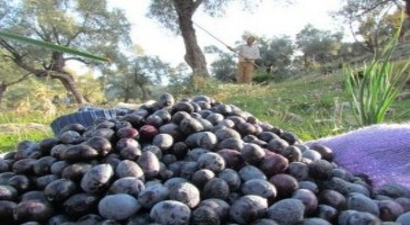 Halfeti`de Zeytin Hasadı