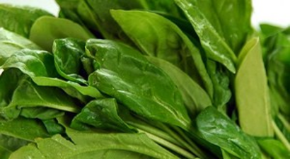 Ispanak`ta Hasat Zamanı