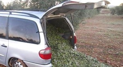 İspanyol Üreticilerinin Başı Organize Zeytin Hırsızları ile Dertte