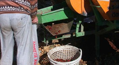 Kestanede Düşük Fiyat Üreticiyi Üzdü