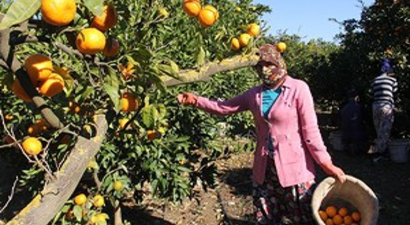 Kışıda Mandalina Bahçelerinde Geçiriyorlar