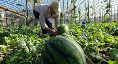 Kışlık Karpuz Altınla Yarışıyor