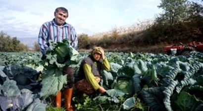 Kışlık Sebzeleri Doğal Olarak Üretiyor
