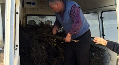 Küre`de 1470 Adet Ceviz Fidanı Dağıtıldı