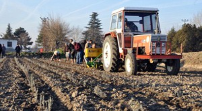 Lavantanın İlk Deneme Dikimi Edirne`de Yapıldı