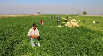 Maydanoz Yetiştiriciliğinde Başarı Elde Edildi
