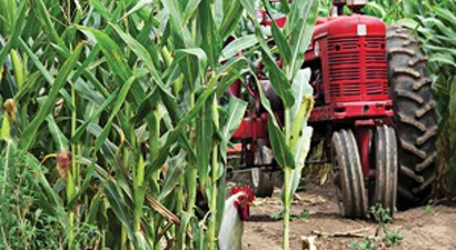 Gürpınar`da Çiftçilere Mısır Yetiştiriciliği Eğitimi