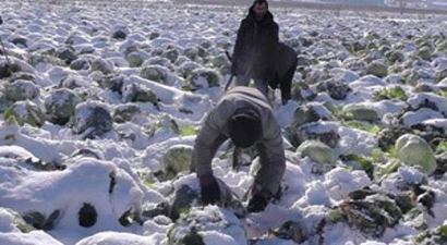 Tonlarca Lahana Kar Altında Kaldı, Yüzlerce Aileler Mağdur Oldu