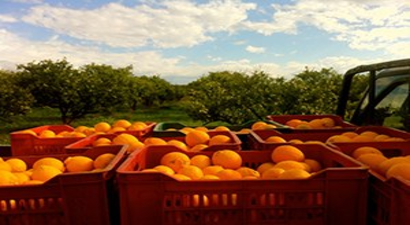 Narenciyede Hasat Telaşı