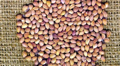 Niksar`dan Mahlep Çekirdeği İhracatı