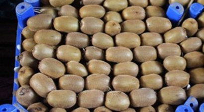 Ordu Kividen 13 Milyon Lira Kazandı