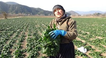 Osmaneli`de Ispanak Hasat Zamanı