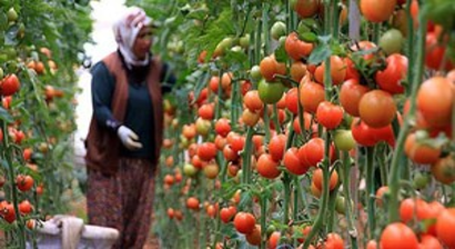 Ruslar Bu Domatesi Yemek Zorunda