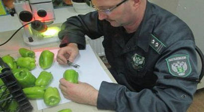 Rusya, 9 Ton Biberi Türkiye`ye Geri Gönderdi