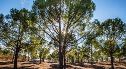 Salihli Çam Fıstığında Bergama`ya Rakip Oldu