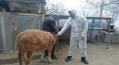 Kırıkkale`de Şap Hastalığı İle Mücadelede Gerekli Tedbirler Alınıyor