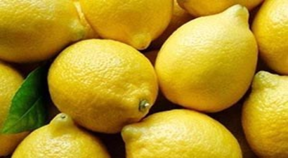 Silifke`de `Yatak Limon` Hazırlığı