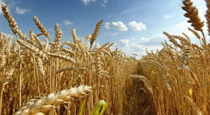 Tarım Büyüme Eğilimine Girdi