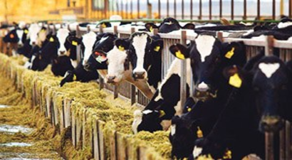 Tarım Ve Hayvancılıkta Aşırı Antibiyotik Tehdit Yaratıyor