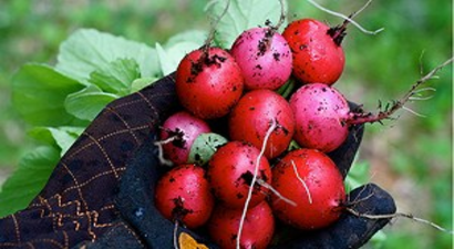 Turp Diyarında Hasat Başladı