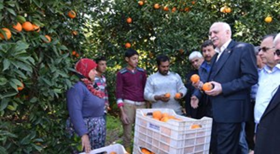 Ambargo, Turunçgillerde Üretici Fiyatlarını Düşürdü