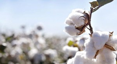 Pamuk Üretimi Başka Ülkelere Kayabilir