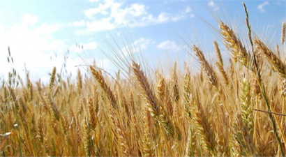 Azerbaycan`da Buğday ve Unun KDV`si Kaldırıldı