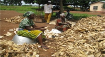 Afrika, Kuraklık Nedeniyle GDO`ya Yöneliyor