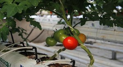 Ağrı`da Serada Üretilen Domatesi Antalya`ya Sattılar