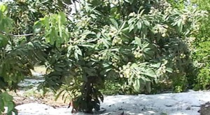 Mersin`de Fırtına ve Dolu Seralara Zarar Verdi