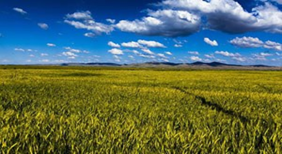 Yağışlar, Buğday Üreticisinin Yüzünü Güldürdü