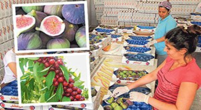 Bursa`nın Siyah İnciri Ve Kirazı İsveç Yolcusu