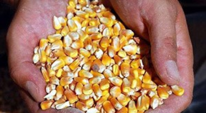 Çiftçiye Dane Mısır Tohumu Dağıtılacak